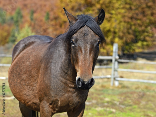 Carpathian horse on the farm