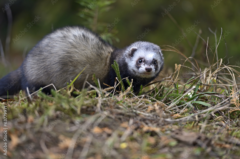 Weasel