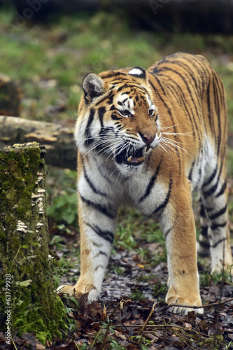 Obraz na płótnie Amur Tiger w salonie