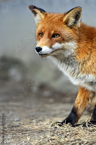 Fox portrait in natural habitat © kyslynskyy