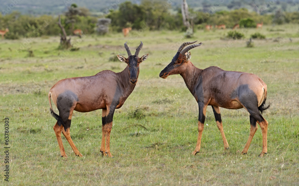 Topi antelope Topi antelope