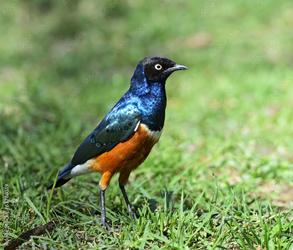 Colorful superb starling