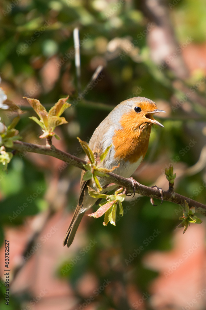Robin Red Breast Robin Red Breast