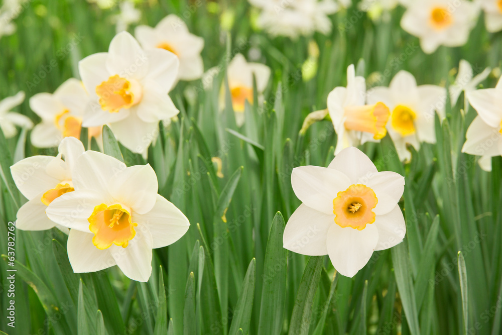 Daffodils Daffodils