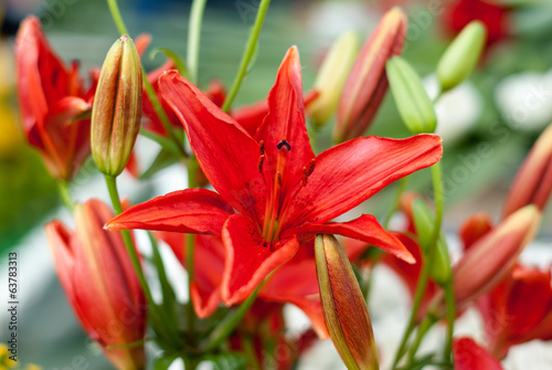 Red lily flower with flower buds