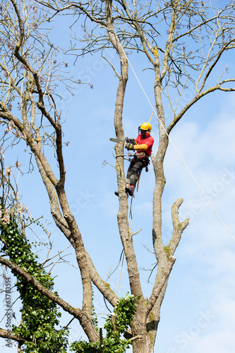 élaguer un arbre