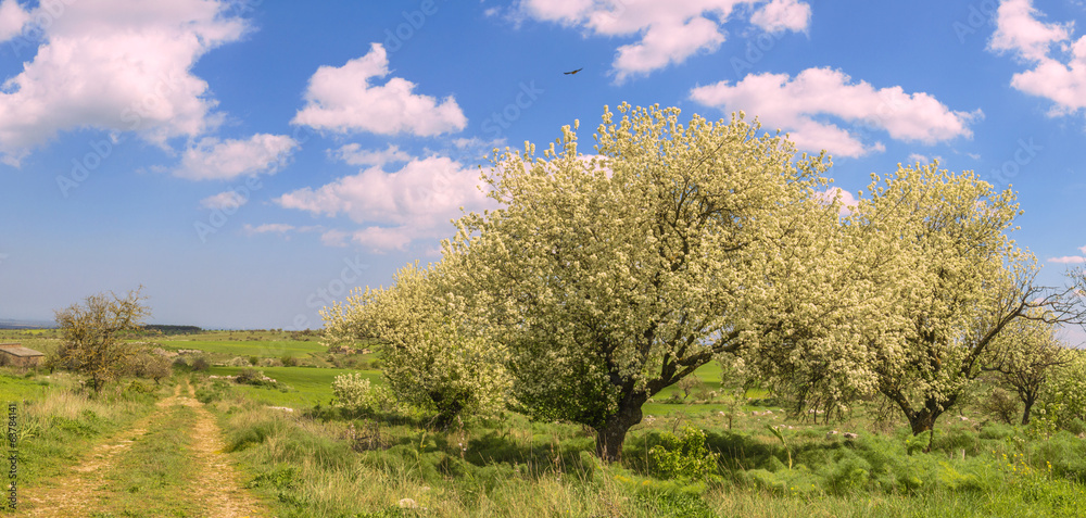 Parco Alta Murgia:paesggio primaverile. -(Puglia) ITALIA- - Parco Alta Murgia:paesggio primaverile. -(Puglia) ITALIA- -