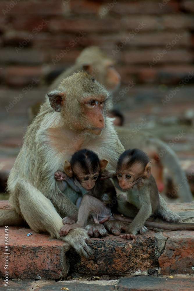 Obraz premium macaque monkey,