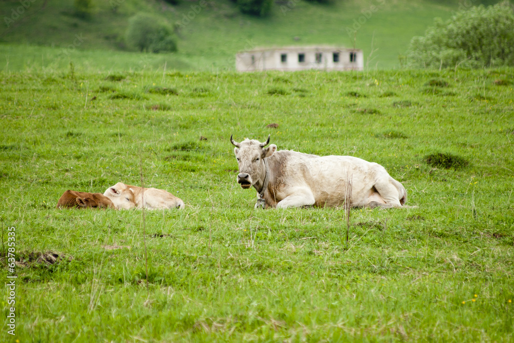 Obraz premium Корова с телятами на зелёном лугу