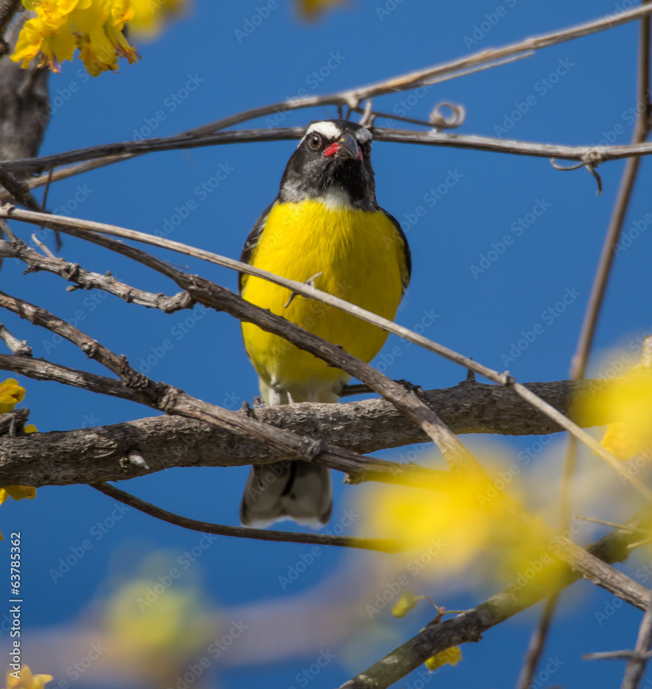 Obraz premium Birds on the yellow blossom
