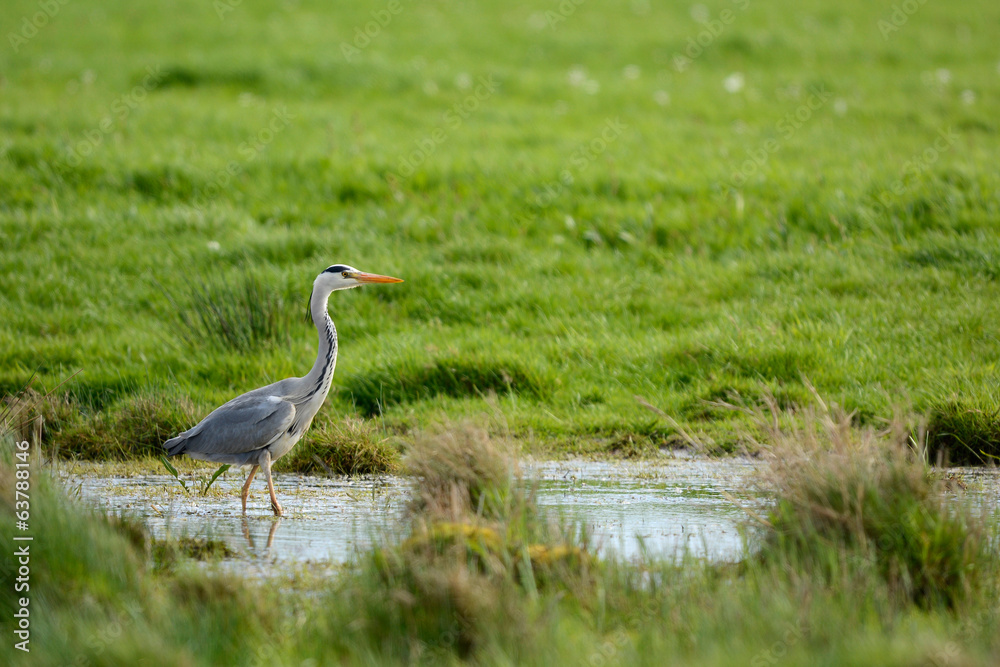 Fototapeta premium Blue heron in Ditch