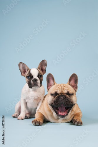French bulldog puppy and adult dog © Ivonne Wierink