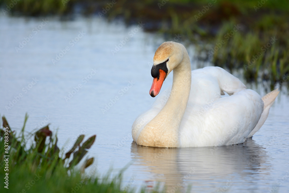 Fototapeta premium Mute swan swimming in ditch