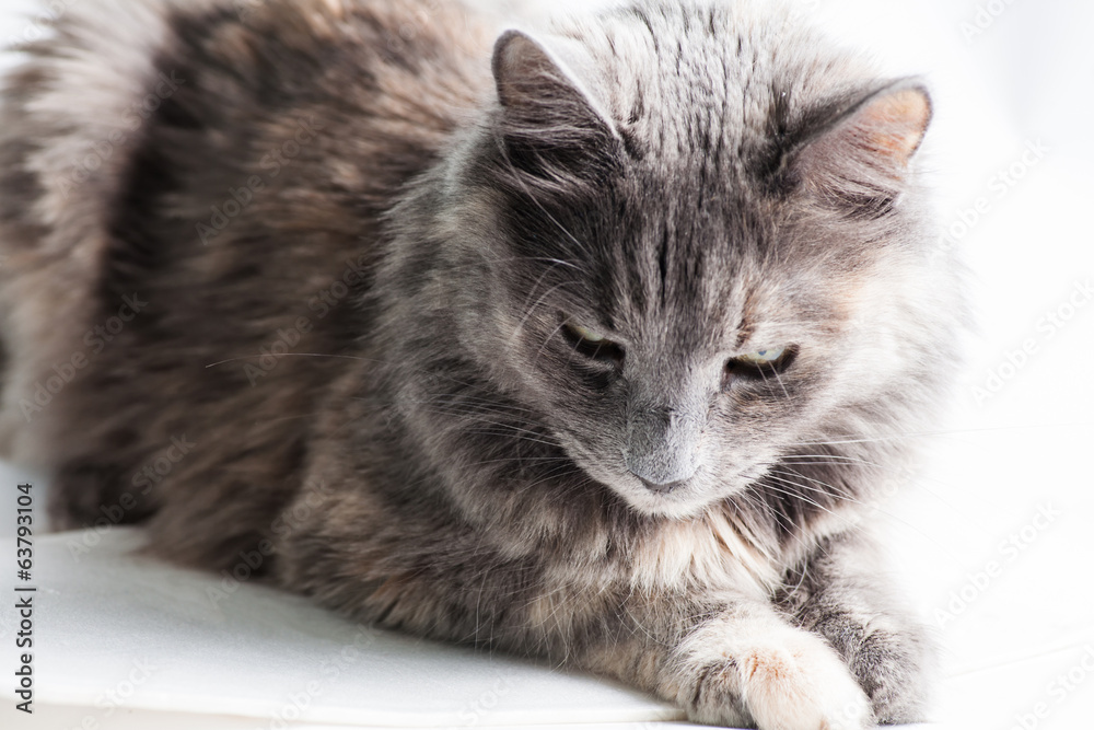 Cute cat looking down Cute cat looking down