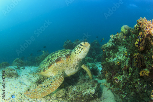 Green Sea Turtle on over coral reef