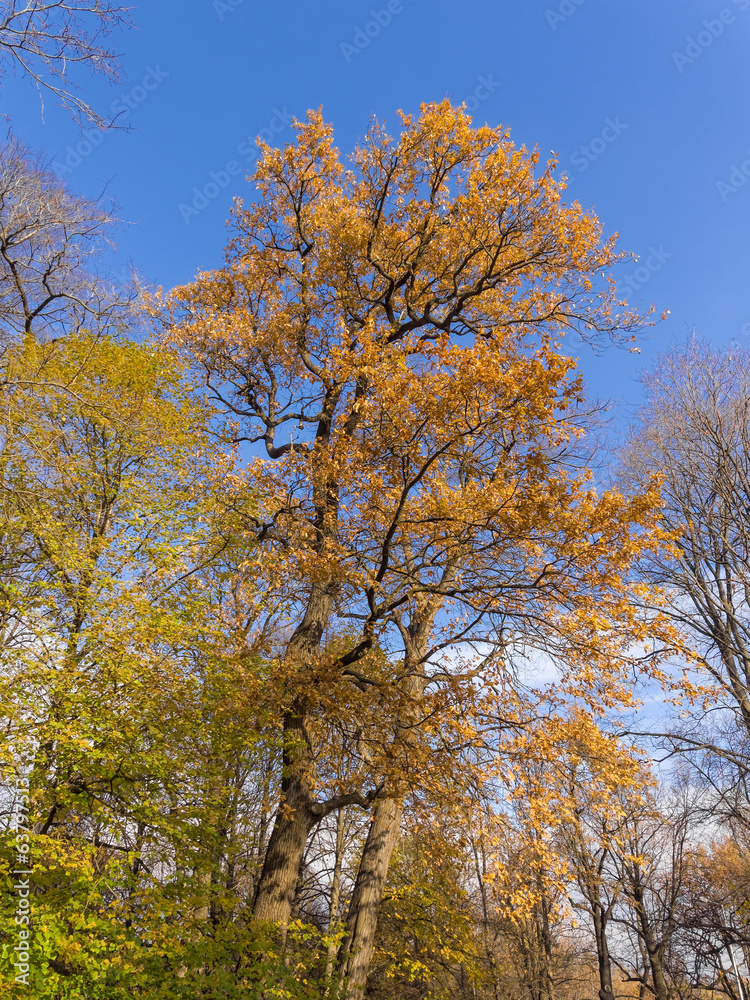 autumn maple trees