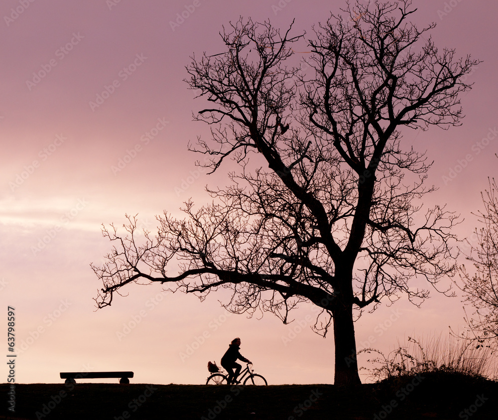 Bench Tree and Bicycle Silhouette Bench Tree and Bicycle Silhouette