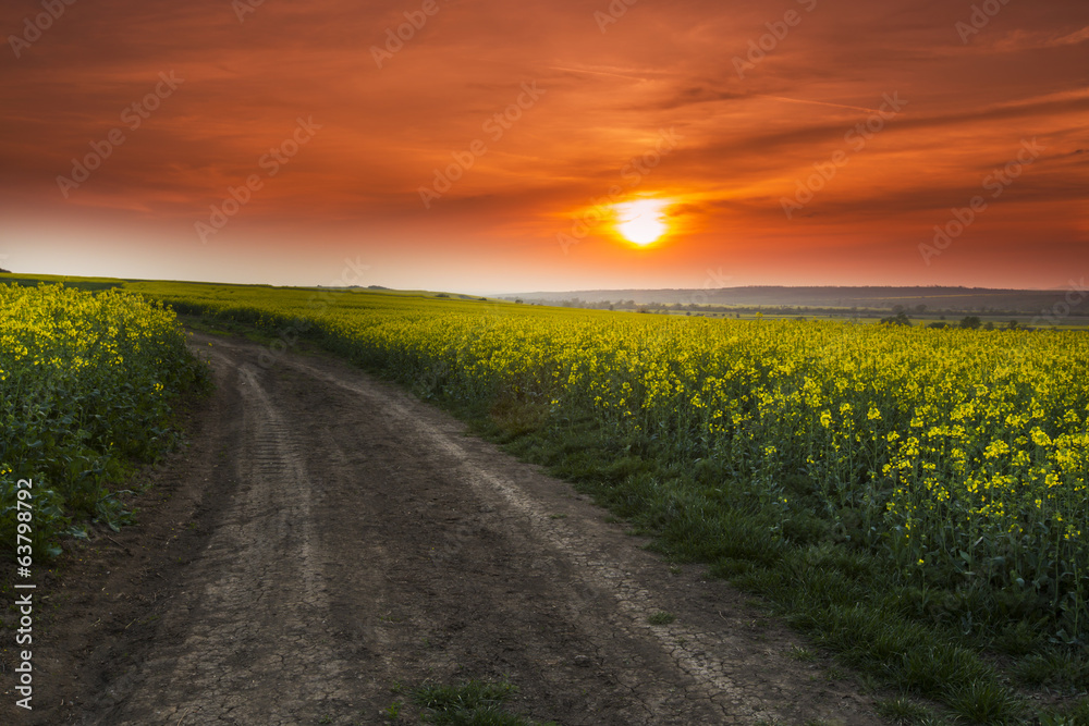 Canola field in spring and warm sunset light Canola field in spring and warm sunset light