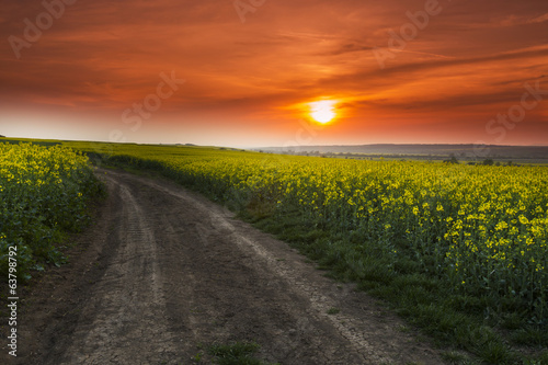Canola field in spring and warm sunset light