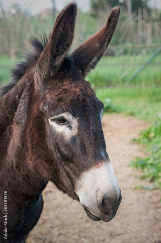 Portrait donkey © gitanna