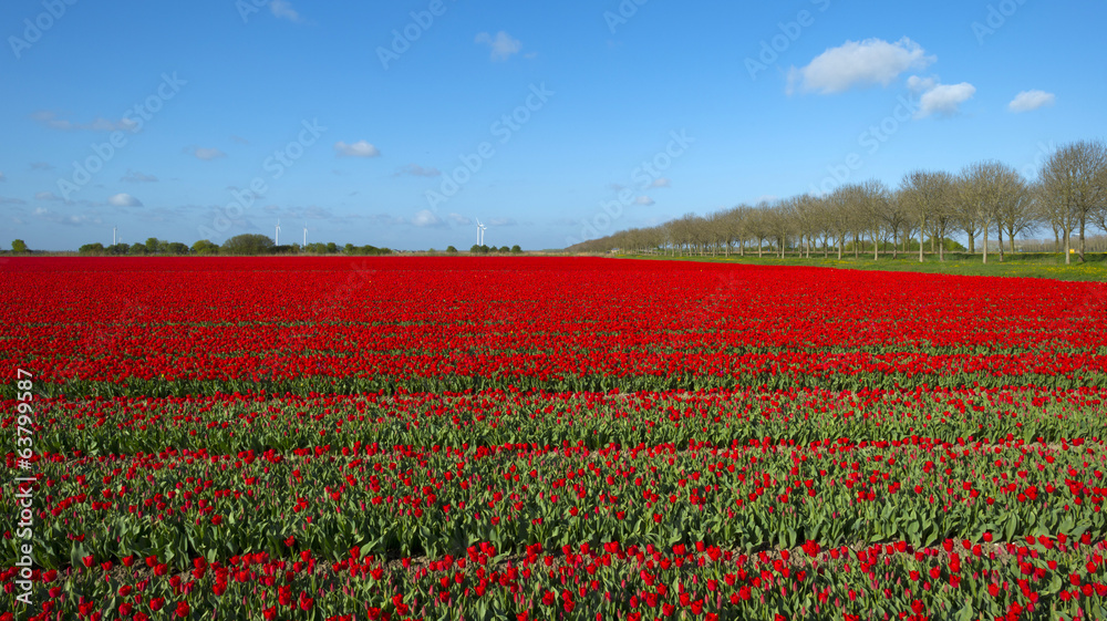 Field with tulips in spring
