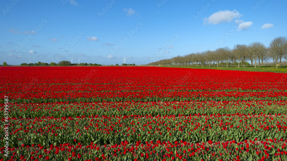 Field with tulips in spring Field with tulips in spring