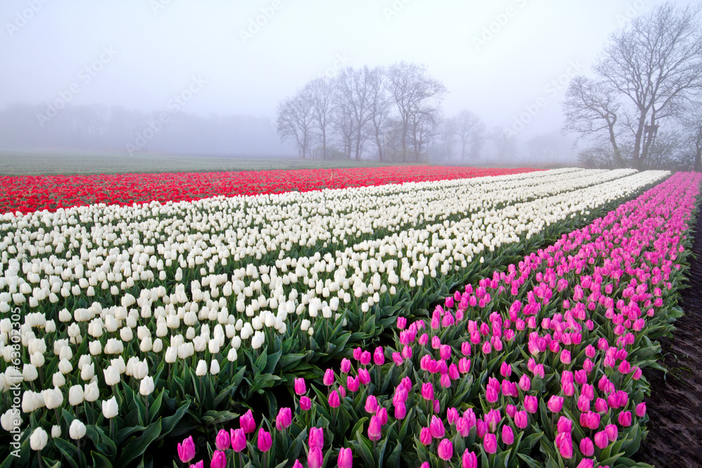 Tulips in rows on a misty morning
