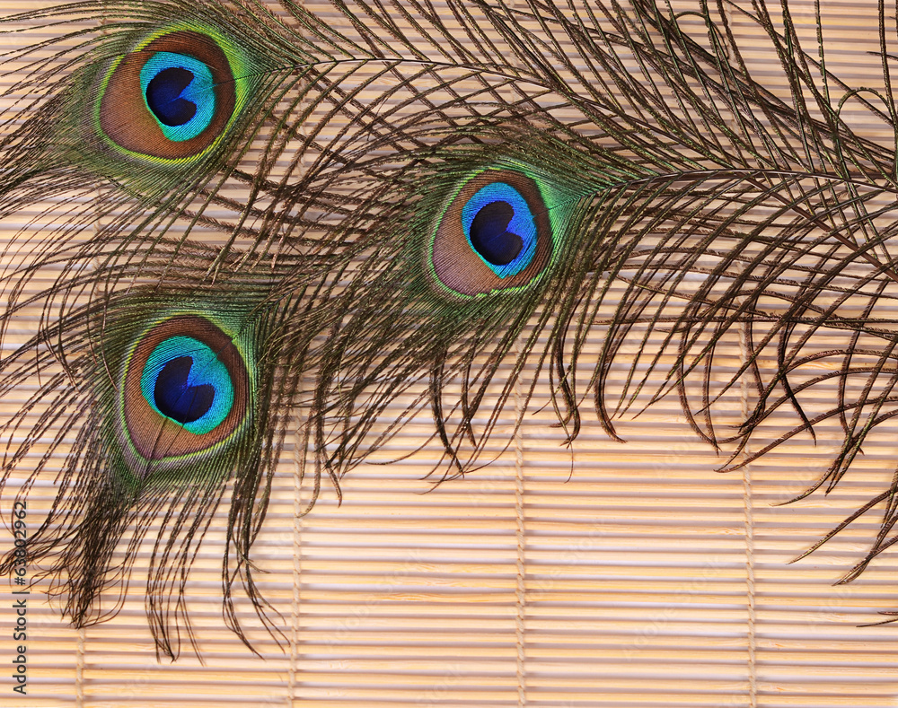 Fototapeta premium Beautiful feather of a peacock