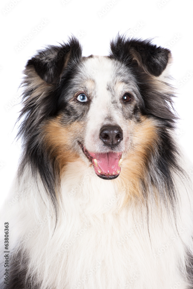 merle sheltie dog portrait
