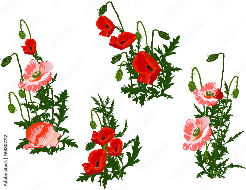set of four red poppy flowers on white set of four red poppy flowers on white