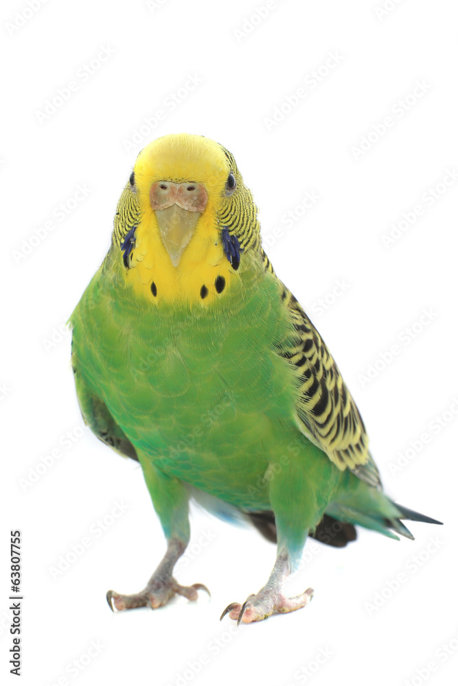 Fototapeta premium budgie