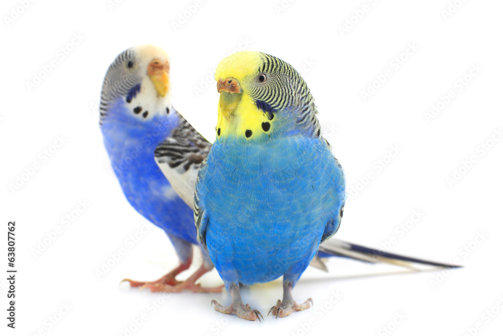 Naklejka premium budgie