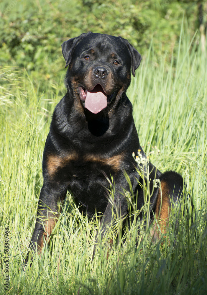 rottweiler rottweiler
