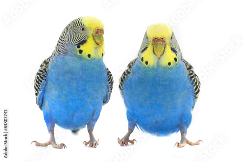 budgie