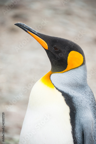 Closeup of King penguin, South Georgia, Antarctica