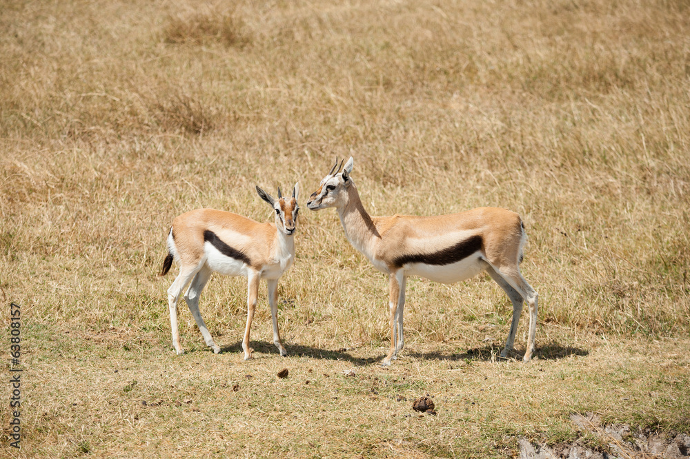 Female Thomson's gazelle (Eudorcas thomsonii) Female Thomson's gazelle (Eudorcas thomsonii)