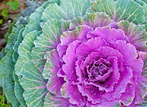 The white Flowering Cabbage and Kale or Ornamental Cabbage and K