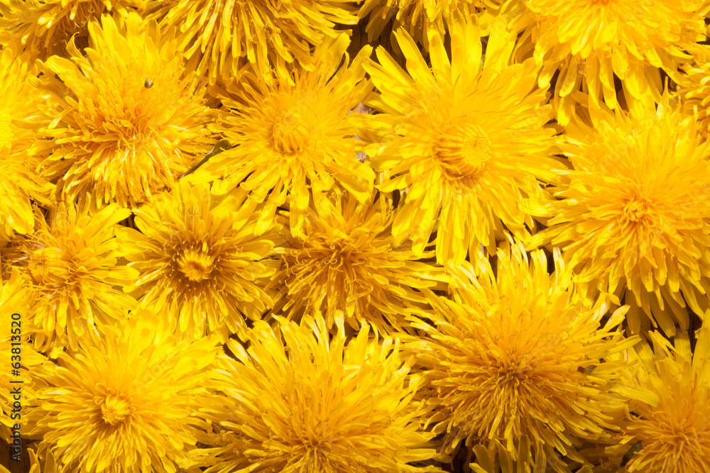 spring background with dandelions spring background with dandelions