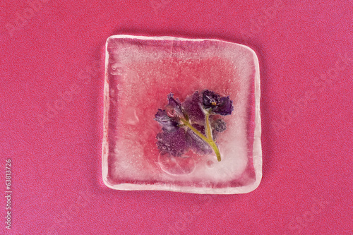violet flowers frozen at ice