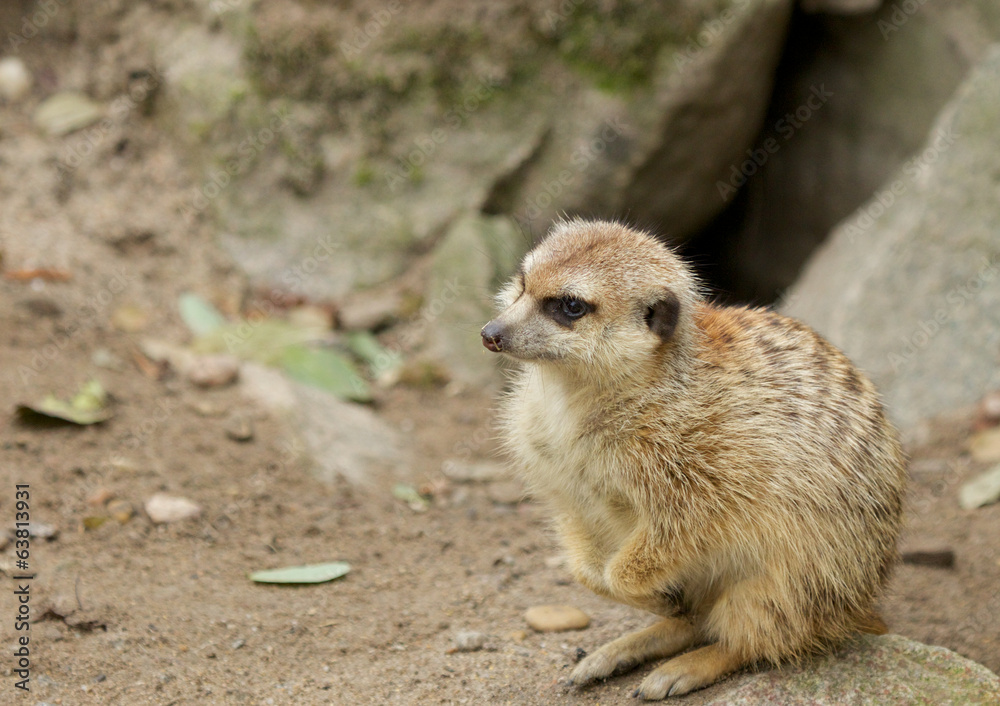 Fototapeta premium Meerkat on the Rocks 2