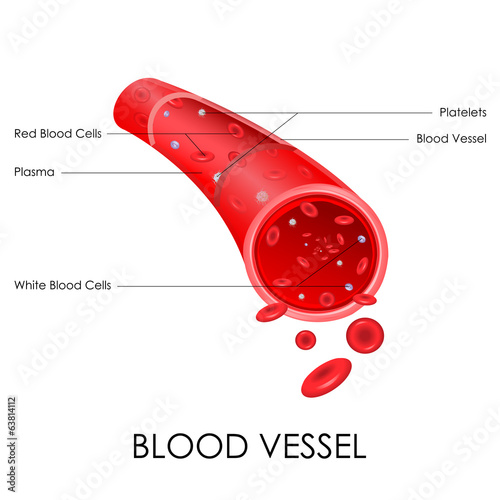 Blood Vessel