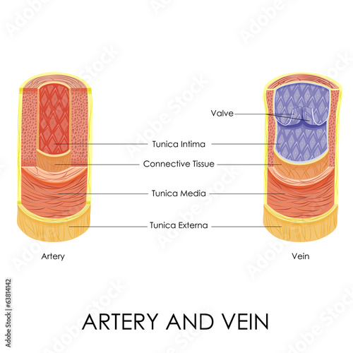 Artery and Vein