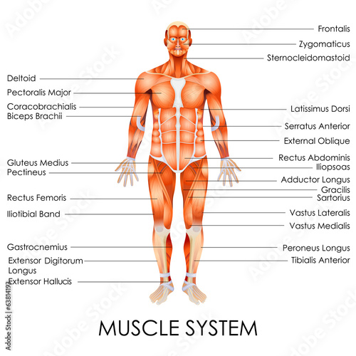 Muscular System