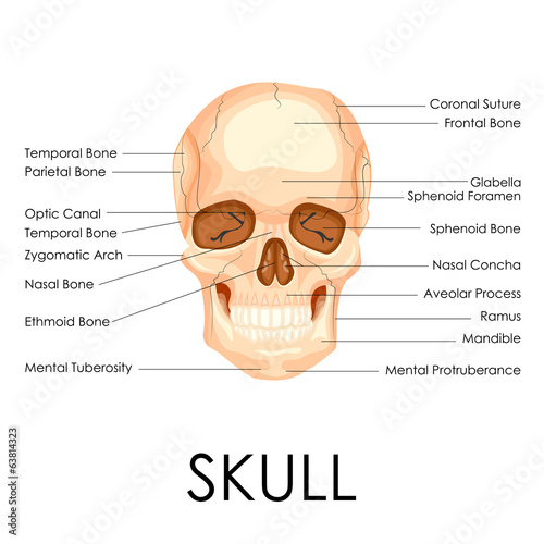Human Skull