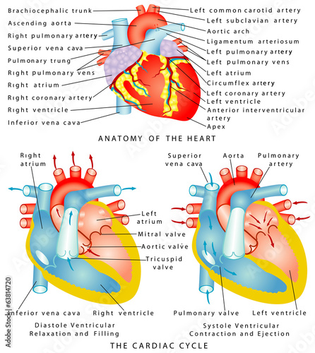 Anatomy of the Heart. The Cardiac