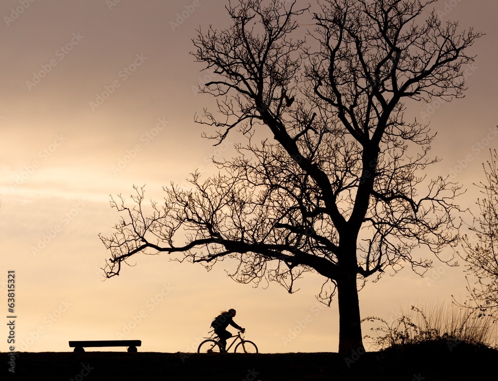 Tree silhouette and cyclist