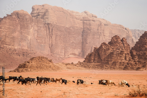 Herd cattle in Wadi Rum desert, Jordan © kryvan