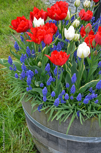 Fototapeta Naklejka Na Ścianę i Meble -  Red and white tulips in planter