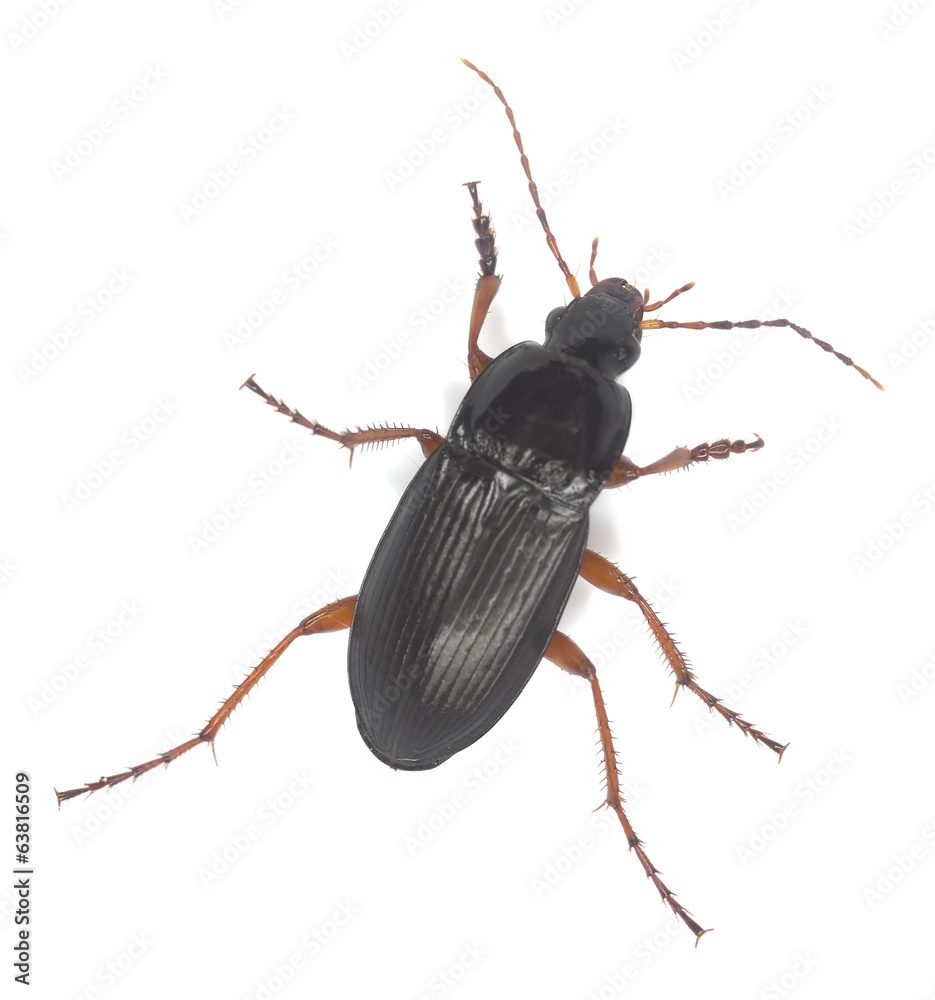 Calathus fuscipes isolated on white background Calathus fuscipes isolated on white background