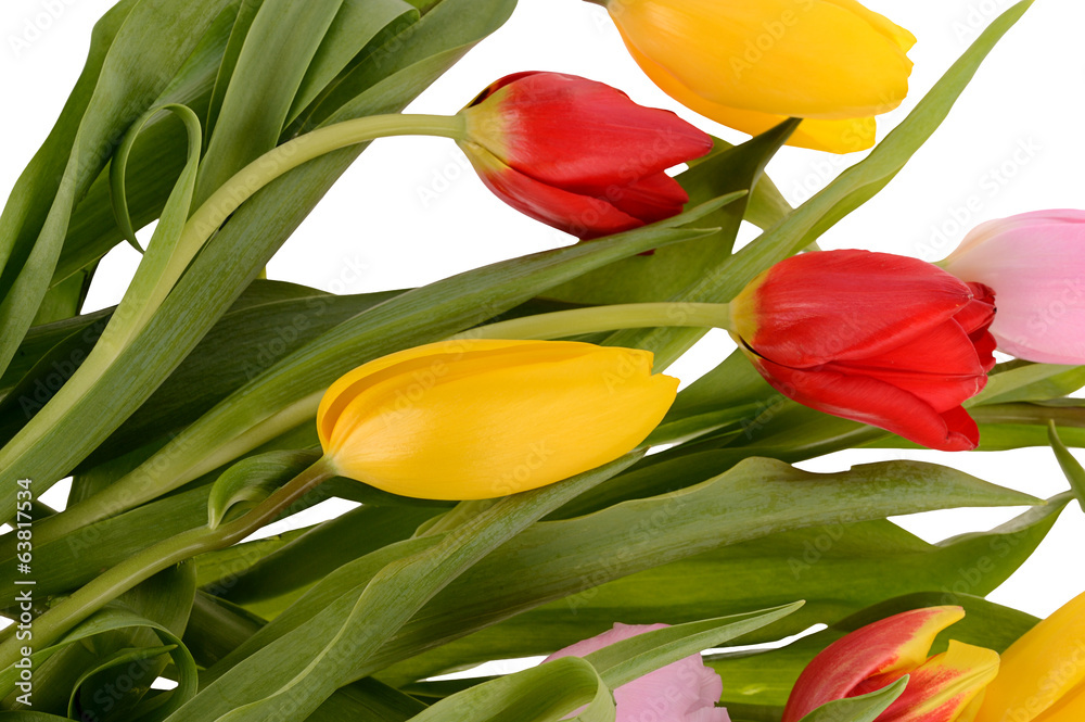 Obraz premium Colorful bouquet of fresh spring tulip flowers isolated on white